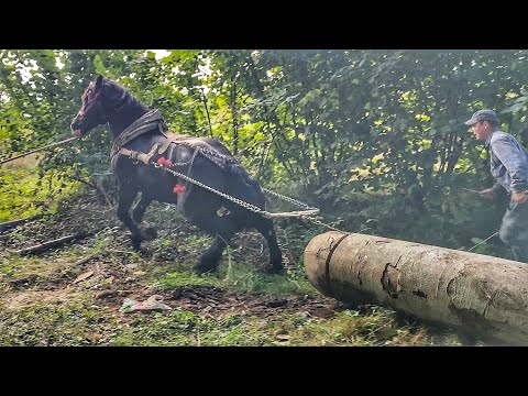 🆕DAKAR 💪SUPER-POWERFUL🦾 STALLION✊ /⛓️TRY FOR 1000000