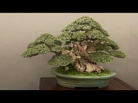 Fantastic Trees from the V-UBE Bonsai Show Madrid 🇪🇸 2024