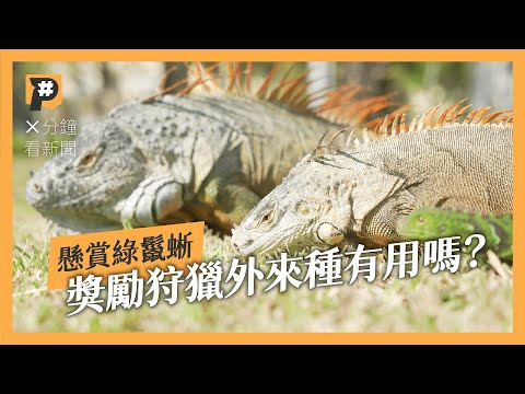 搶當綠鬣蜥獵人 培訓+獎金能阻斷迅速繁衍的外來種嗎?|公視P# 新聞實驗室