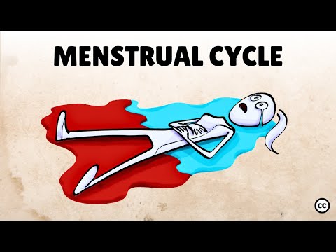 The Menstrual Cycle Explained:  A Guide to the 4 Phases & Hormones