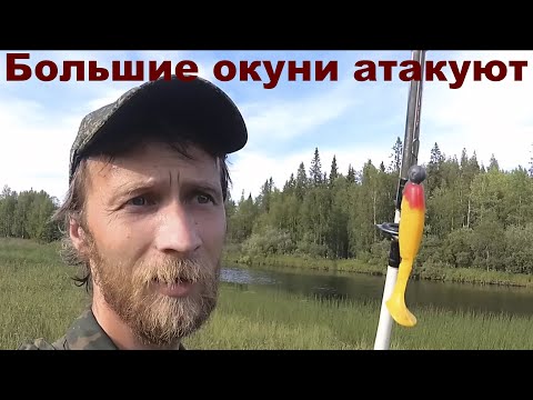 Злые окуни и щуки атакуют.  Рыбалка в Карелии на спиннинг