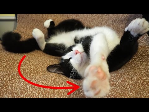 13 Signs Your Indoor Cat Is Leading a Truly Happy Life