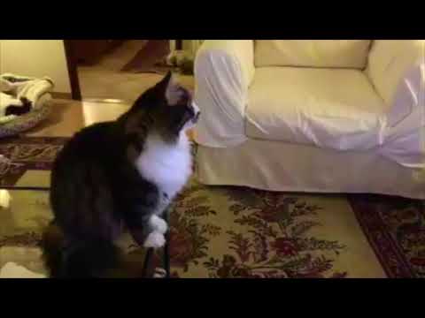 A Day In A Life: feat Zorro the Cat