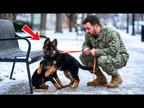 German Shepherd Puppy Refused To Leave The Terrified Doberman – So The Navy SEAL Followed Her Lead