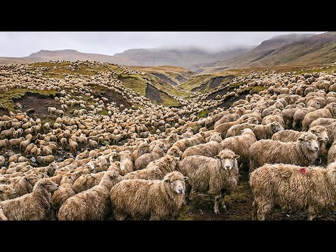 They Abandoned Thousands Of Sheep On A Dying Island... The 75-Year Result Is Terrifying