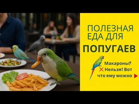 Чем кормить попугая? Лучшие продукты для здоровья попугая