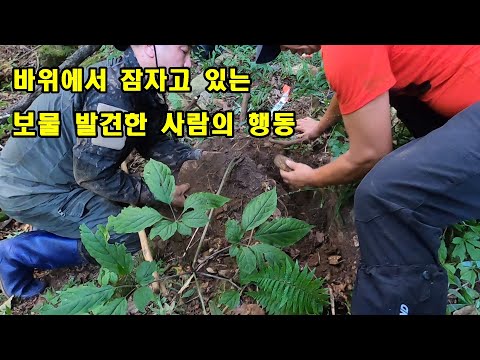 What did those who discovered the treasure hidden in the rock do? A giant ginseng, a treasure in ...