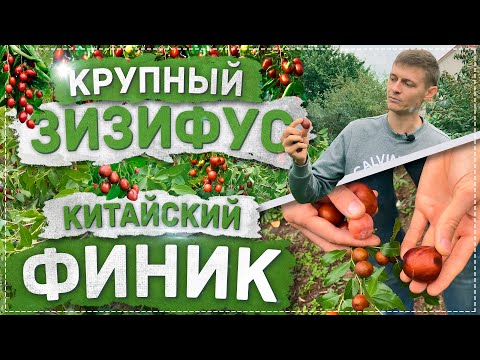 КРУПНЫЙ ЗИЗИФУС - КИТАЙСКИЙ ФИНИК! В ТОПе 5 САМЫХ ПОЛЕЗНЫХ РАСТЕНИЙ! | САЖЕНЦЫ ПИТОМНИКА "Мегасад"
