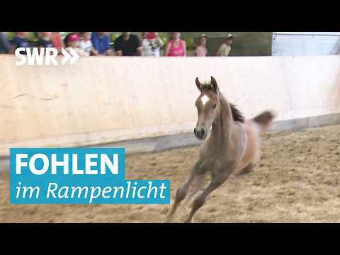 Die Araber Zucht im Landgestüt Marbach: Stute und Fohlen bei der Präsentation der Pferde