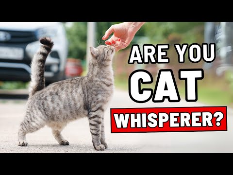 15 Signs You Are a Real Cat Whisperer