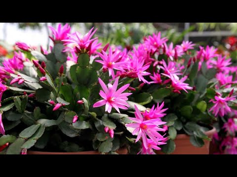 НАЛЕЙ в ДЕКАБРИСТ и даже самый чахлый цветок вмиг оживет и пышно зацветет