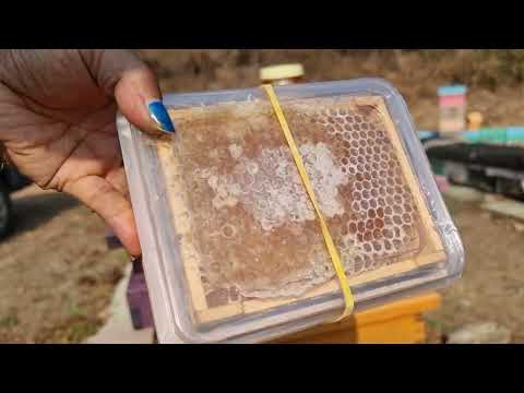 집째꿀 판매합니다, 구경해보시구 구독과좋아요  꽝