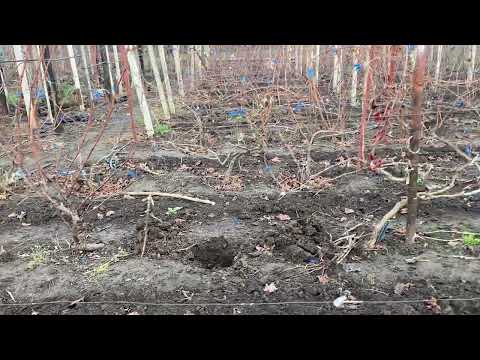 IFG's New American Kishmish Varieties and Their Phylloxera Resistance