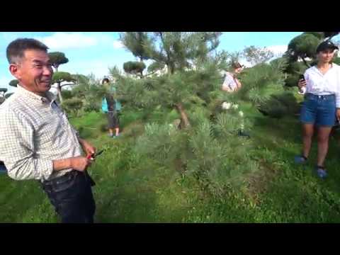 Работа с сосной обыкновенной. Мастер ниваси Накатакэ сан (Киото, Япония) 21 августа 2019 года