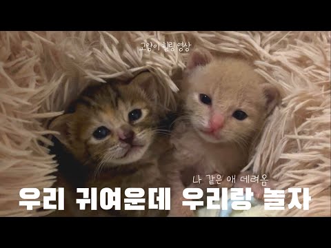 2주 전 버려졌던 아기고양이들(1) / 유기묘 일상