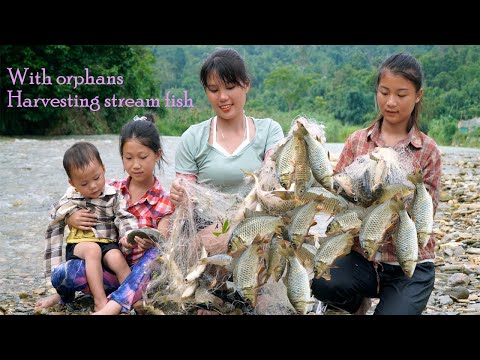 Harvesting Stream Fish - Bringing it to the village to sell, Earning extra income to feed orphans
