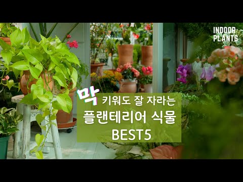 [4K] 플랜테리어 하기 좋은 식물 Best 5 / 쉽게 오래 키울 수 있는 플랜테리어 식물들
