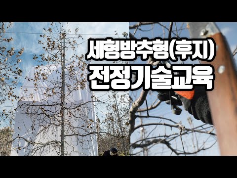 세형방추형(후지) 사과 전정기술 (사)전국사과생산자협회 교육자료