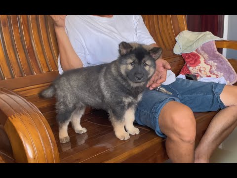 起早贪黑日晒雨淋，在一个农场养土狗，却成了大家羡慕的田园生活