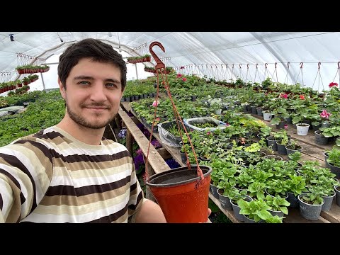 The most PROFITABLE plant for a pot in my greenhouse business!