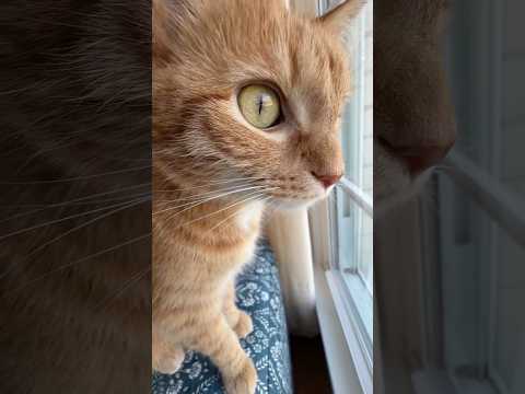 Kurt talks to the birds 😂