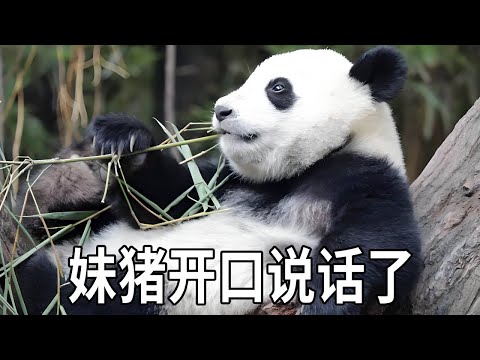妹猪又开口说话了！这次解锁了熊生新音色，比二十岁的男熊还粗犷【你好大熊猫】#大熊猫妹猪#大熊猫