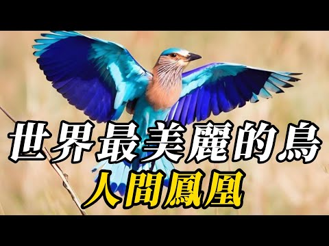 全世界最美麗的10種鳥，孔雀只能排第八！第壹名自帶光芒，見過便讓人過目不忘！#世界之最 #动物世界 #科普 #知识渊博 #动物