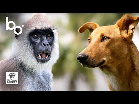 Dog vs. Monkey: A Struggle for Supremacy | Wild Animal Fighting | Nature | Alpha