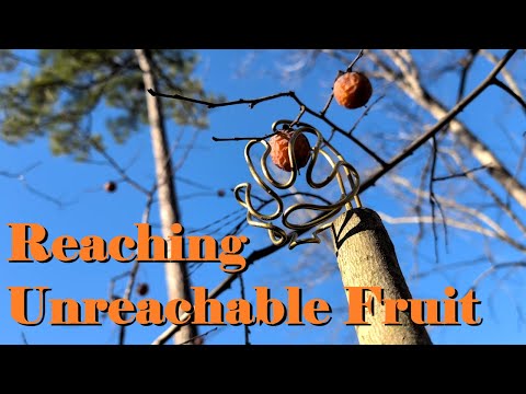 Modifying Sticks to Reach Unreachable Fruit