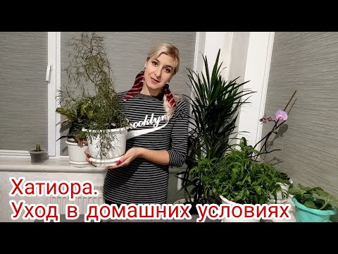 Хатиора. Уход в домашних условиях. Неприхотливый сад