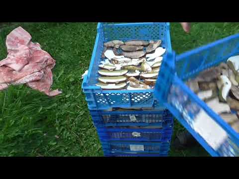 Самодельная сушилка для грибов и фруктов, собрана из подручных деталей за 5 минут