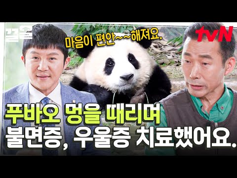 [#유퀴즈온더블럭] "행복을 주는 보물'✨ 이름값 제대로 하는 푸바오 못 본 사람 없게 해주세요ㅠㅠ 보기만 해도 마음이 편안해지는 자연 치료제 푸바오🐼