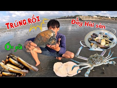 Bắt Hải sản ven biển gặp bữa Thủy triều rút quá nhanh nên nhiều hải sản bị khô cạn nằm la liệt 