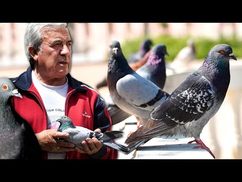 CARRIER PIGEONS and their sports and military use. Art of raising and training to compete