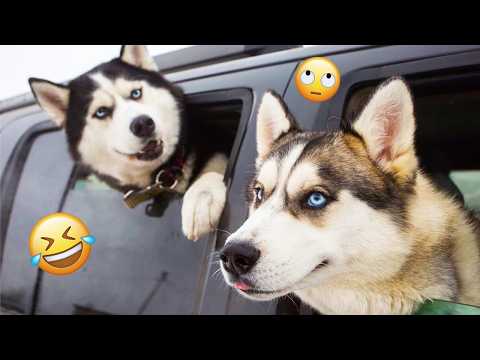 I dare you not to LAUGH at these FUNNY DOGS 😁🦮 - Best Funny Animals Videos 2025 #270