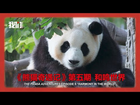 《熊猫奇遇记》第五期  《和鸣世界》 The Panda Adventures Episode 5  “Harmony in the World”