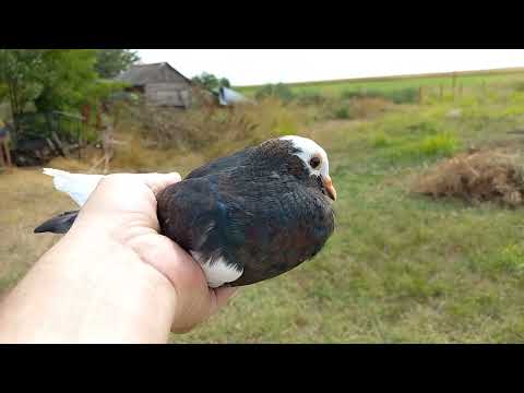 I searched for these pigeons for three years. I bought them for 25,000 rubles.