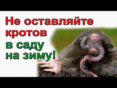 Как избавиться от кротов на участке.  100% способ!