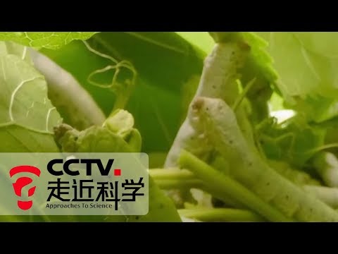 《走近科学》 破解基因好养蚕（上）20190708 | CCTV走近科学官方频道