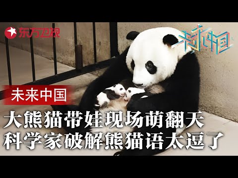 大熊猫带娃现场萌翻天! 科学家破译熊猫语, 全程笑到停不下来 #未来中国 第二季 FULL