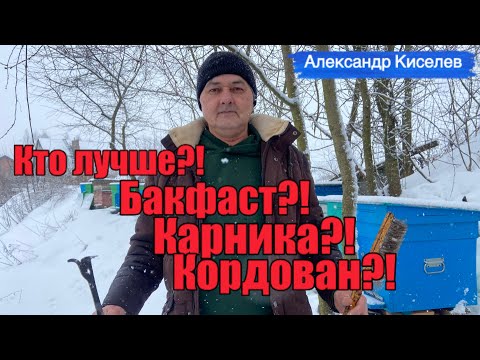 Кто лучше?! Бакфаст, карника или кордован? В гостях у Александра Киселева…