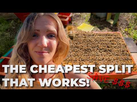 Beekeeper's Secret: Easiest Hive Split You'll Ever Do! / Beekeeping 101 #beekeeping