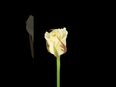 Remembering Selena. #SelenaForever