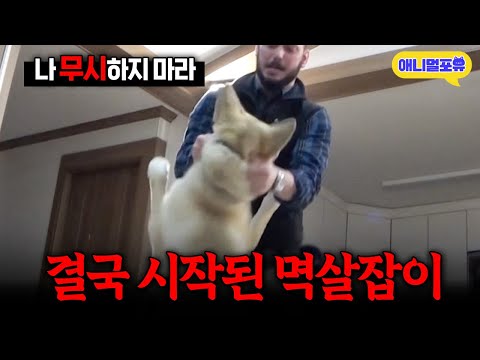 자꾸 무시하는 진돗개, 강형욱의 놀라운 솔루션 I KBS 개는 훌륭하다 230410 방송