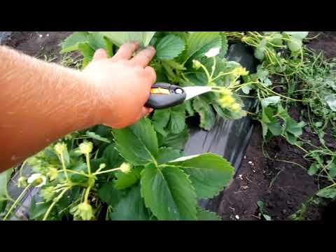 Посадка клубники в одну строчку. Теперь только так!!!