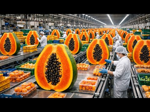 Inside A HUGE Papaya Factory: From Harvest To Dessert!