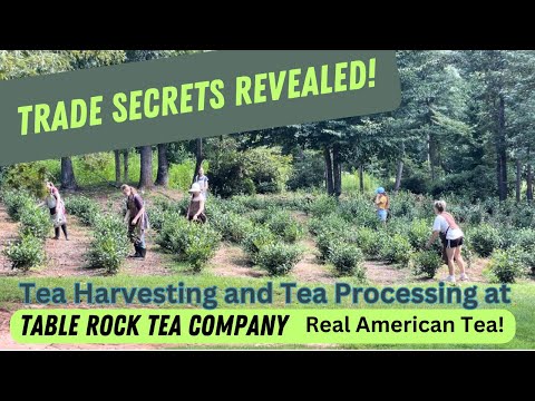 How to Grow and Make Tea!  A look at how we harvest and process our Real American Tea