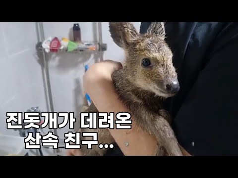 산속에 홀로 남겨진 아기 고라니와 마주친 진돗개...예상 못 한 행동을 했습니다.( Dog’s Unexpected Reaction to a Baby Deer)