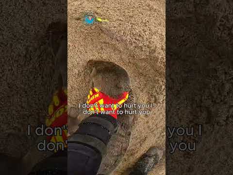 Strong Baby Seal Rescued #shorts