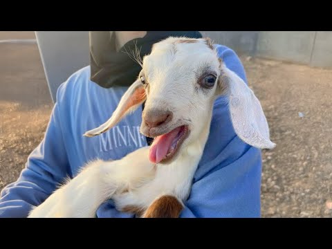 GOATS are on Earth to MAKE US LAUGH 🤣 FUNNIEST ANIMALS Video